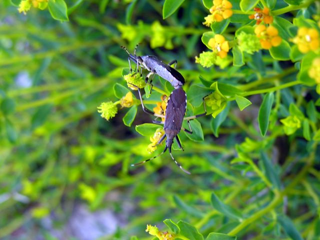 Dicranocephalus albipes per la galleria